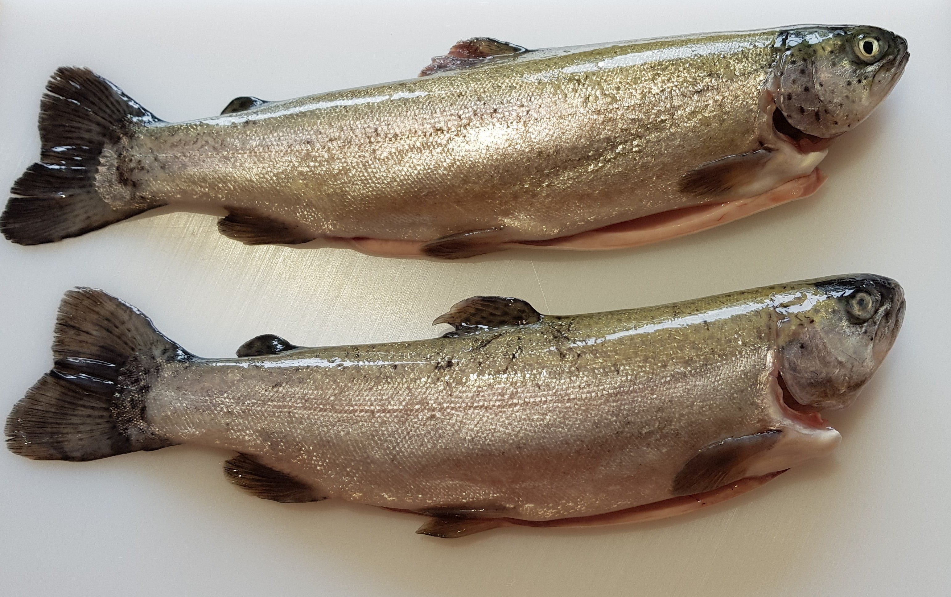 Dressed Trout
