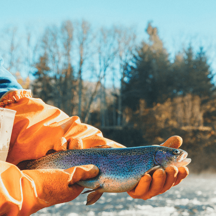 Entre Ríos — 100% natural rainbow trout