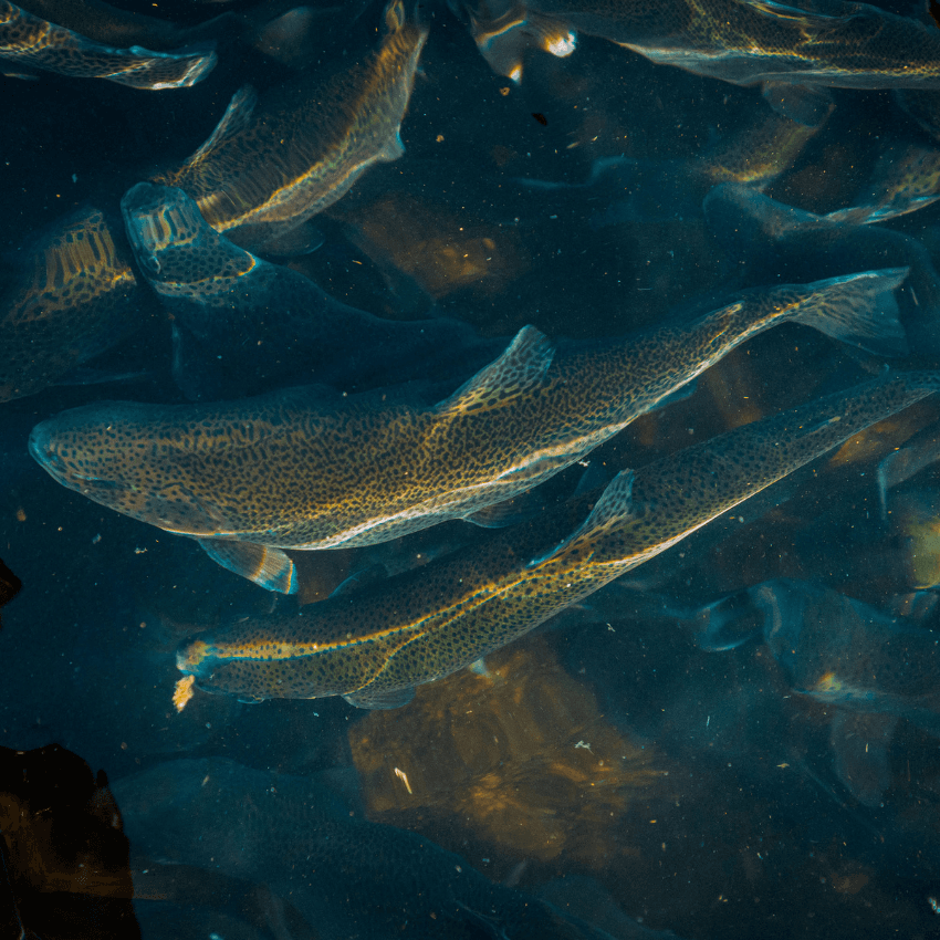 Entre Ríos — team member feeding fish